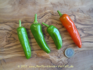 Gemüse-Paprika 'Friggitello' - Saatgut