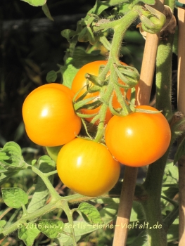 Tomate 'Goldene Königin' - Saatgut