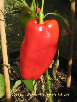 Gemüse-Paprika 'Lange Rote Jubilandska' - Saatgut
