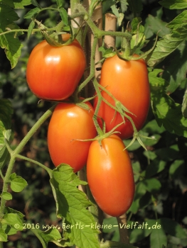 Tomate 'Rote Zora' - Saatgut
