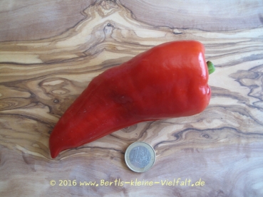 Gemüse-Paprika 'Roter Augsburger' - Saatgut