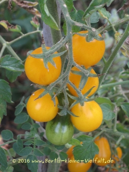 Tomate 'Yellow Pearshaped' - Saatgut